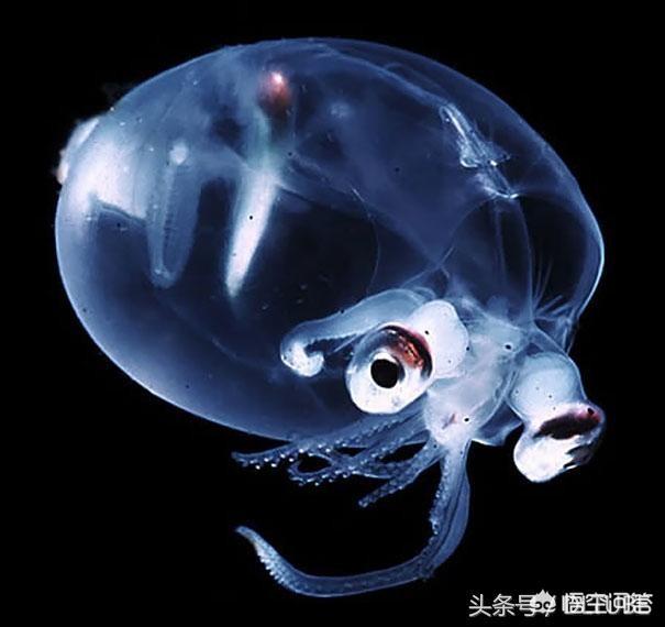 蓝环章鱼网上当宠物卖:对于家里有个爱钓鱼的老公，你怎么看？