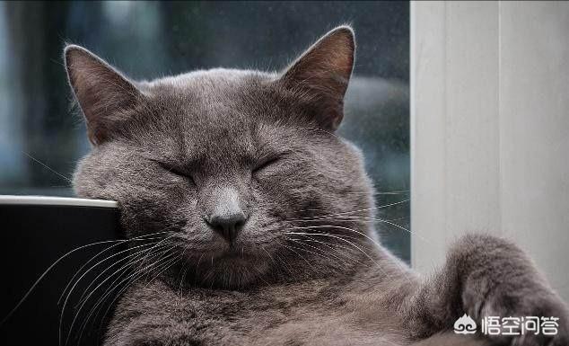 波斯猫图片:为什么有些猫喜欢待在电脑旁边？