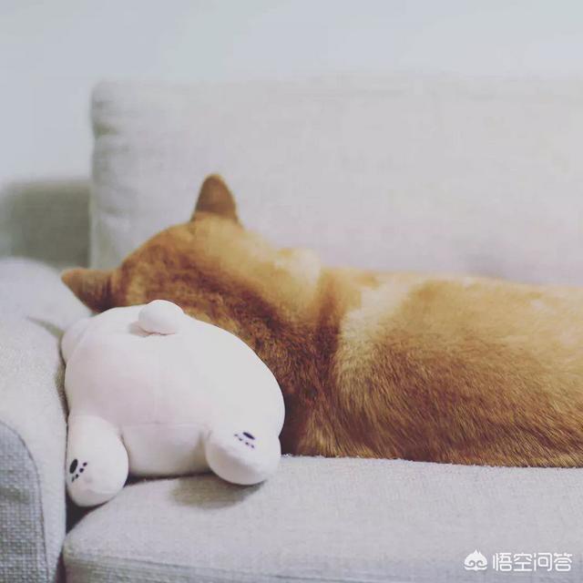 人和狗分开之后，狗狗还会记得以前的主人吗？插图57