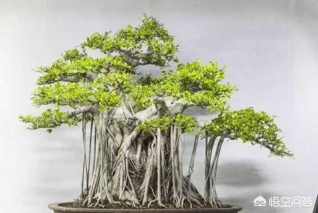 小榕树有什么作用，小榕树盆景根最奇特最美，怎样让小榕树长出更多更美的气生根？