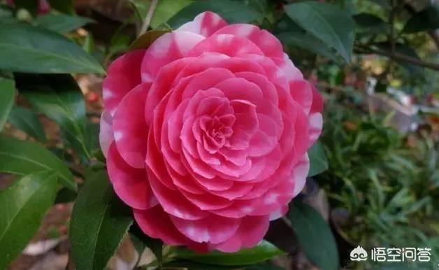 四季杜鹃花夏天怎么养:四季茶花该怎么管理栽培？