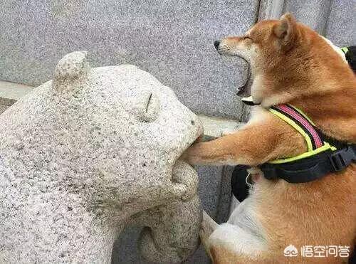 巧克力色迷你贵宾犬:巧克力色泰迪狗吃什么狗粮好？ 巧克力色贵宾犬图片