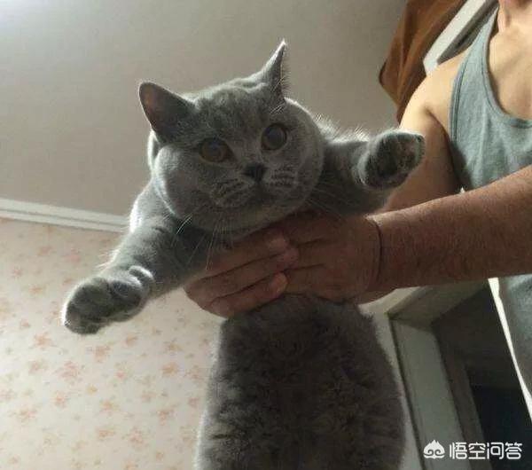 欧洲短毛猫体重体型:养了蓝猫三个月却不让抱，是怎么回事？