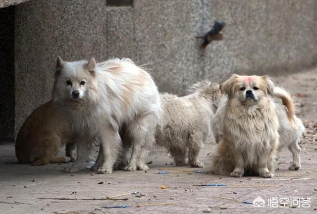 北京宠物狗养殖基地油蛤遭哄抢:城市中别墅住的都是什么人？为什么大多数都像是没人居住？