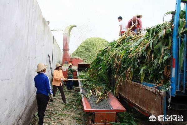 獭兔饲料颗粒机价格:刚开始搞养殖有必要买颗粒机吗？用饲料颗粒机有什么好处？