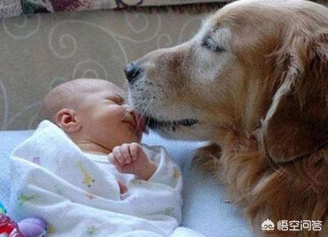 新出生的婴儿抱回家，狗狗是如何识别她是小主人而不咬她的？