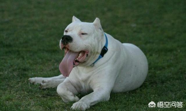 世界十大猛犬排名:你认为世上战斗力排行前三的狗是哪几种狗？为什么？