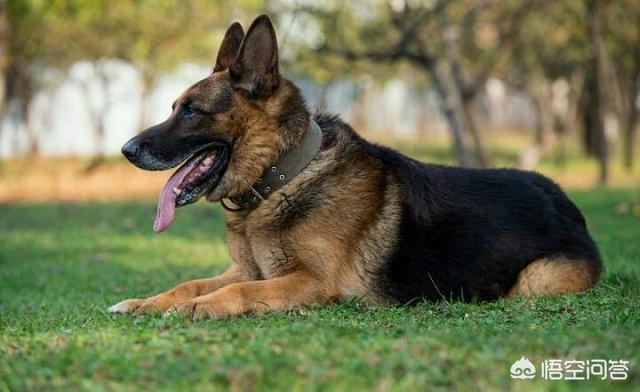 牧羊犬在线黑神:德国牧羊犬打得过黑狼犬吗？为什么？