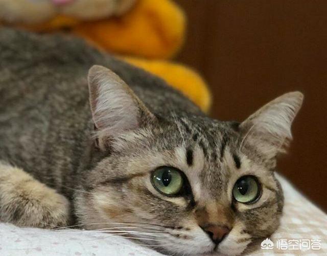 狸花猫和玳瑁猫生什么小猫:狸花猫的基因有多么强大？有何依据？