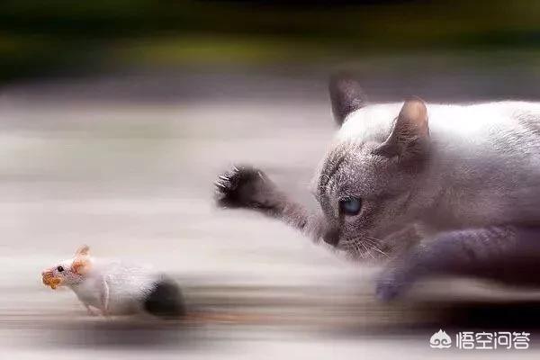 曼克斯猫来历:在古代，猫在人们心中的地位是怎样的？