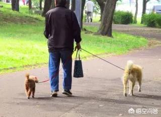 日本 救助犬:随着城市化的推进，流浪狗救助中心一般都会设置在哪里？