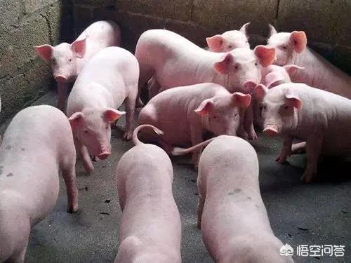 环江香猪:为什么很少人去河池旅游？