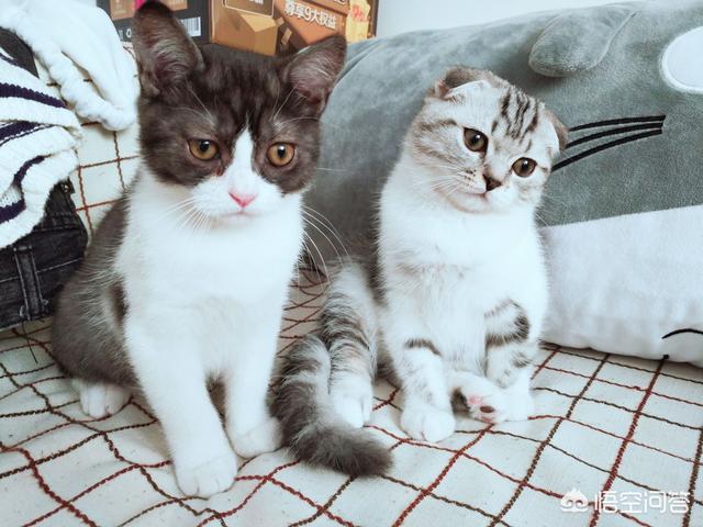 猫癣麻辣洗多久洗一次:猫藓洗药浴几次能好，猫咪猫癣要洗很多次药浴吗？