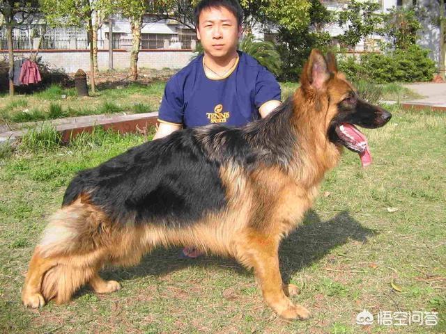 长毛德牧和短毛德牧:德牧长毛的好还是短毛的好？