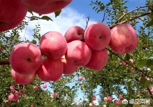 苹果哪个地方产的最好吃，苹果哪个地方产的最好吃，中国范围内？