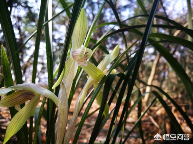 多花指甲兰:兰花有哪些品种，这些品种都同时期开花吗？开的花都相同吗？