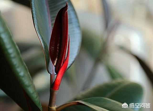 印度橡皮树园林应用:家庭种植橡皮树春季如何养护，需要修剪吗？