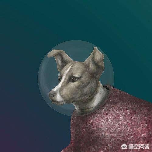 另类宠物吧百度贴吧:50年前被首次送上太空的小狗，如今到底怎样了？
