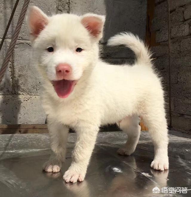 免费宠物店管理系统:开宠物店如何管理宠物店的员工？