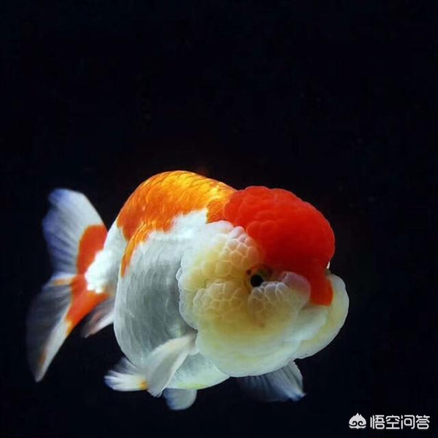 头条问答 鱼缸里养了一些金鱼 还要养什么东西可以清理里面的脏东西 又能和金鱼共同相处 17个回答