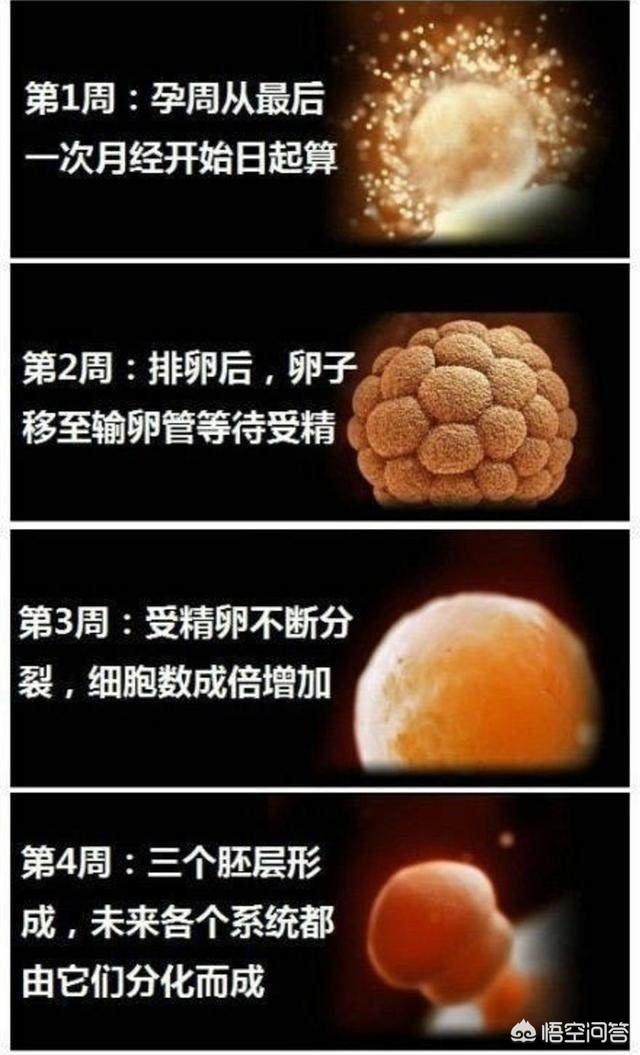 婴儿变化过程是什么样子的？