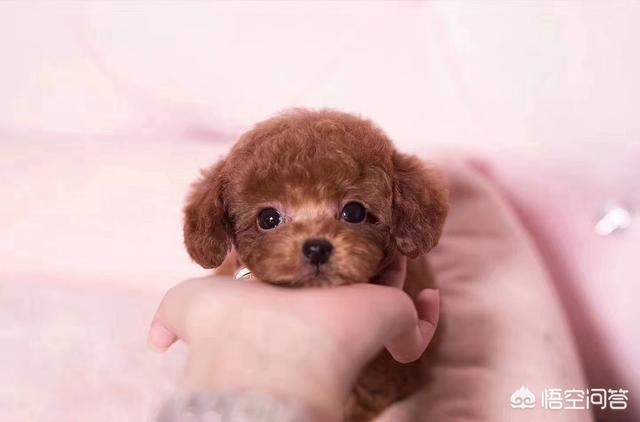 哥顿雪达犬幼犬:饲养比熊幼犬，有哪些基础要做好？