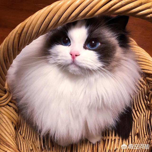 山猫纹布偶猫,在国内大概要多少钱呢？