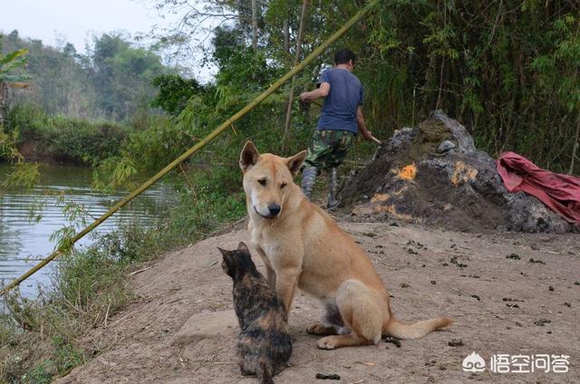 珍岛狗和田园犬:韩国珍岛犬图片大全 养中华田园犬就是丢面子吗？