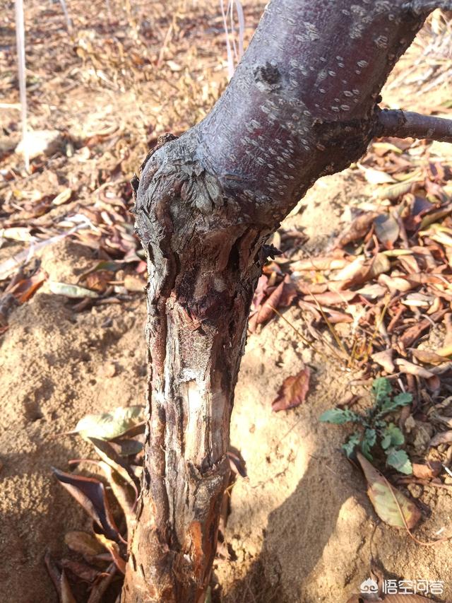 樱桃树干留焦十大名狗怎么治:樱桃树天牛怎么治疗 种植樱桃如何预防流胶病？