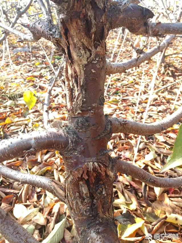 樱桃树干留焦十大名狗怎么治:樱桃树天牛怎么治疗 种植樱桃如何预防流胶病？