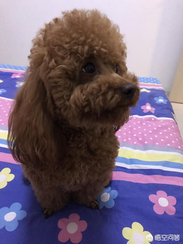 病狗问题错误:买狗之前，怎么知道狗是否健康？