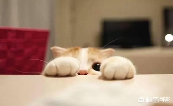 甘肃 猫坚强:养猫，有哪些事情需要注意？ 我甘肃坚强