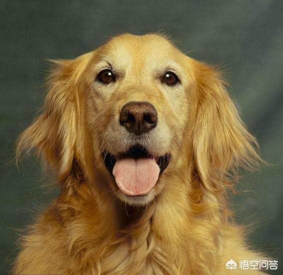 三个月泰迪狗瘟能治好吗:三个月大的金毛狗狗得了细小，该怎么办？
