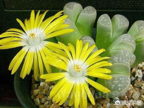 石花图片,鹿角海棠茎杆枯萎可以浸盆吗？