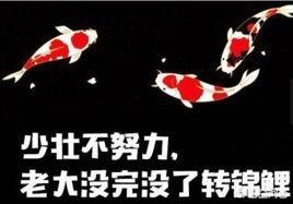 如何评价当今社会的“锦鲤”文化？