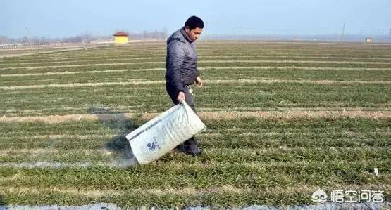 草木灰是什么,草木灰都有什么化学成分？