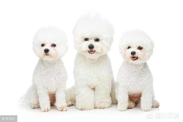 两个多月比熊犬好养吗:2个月大的比熊犬怎么养？ 4个月的比熊犬好养吗