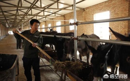 农村老话“驴发情嘴拌,猪发情跑圈,羊发情摇尾”是什么意思？有道理吗？