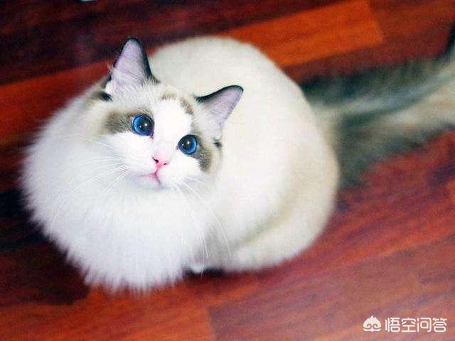 地下吸猫什么意思啊:家里养了猫猫，衣服上都是毛，怎么快速去除？