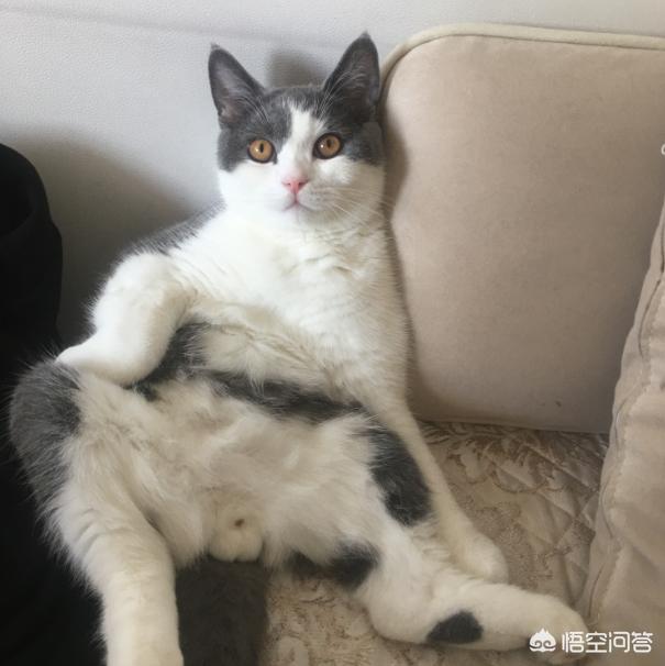 子猫絮语:猫会怎样含蓄地表达自己对主人的爱？