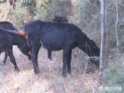 目前在农村做哪些种植业、养殖业的项目最有前景呢？