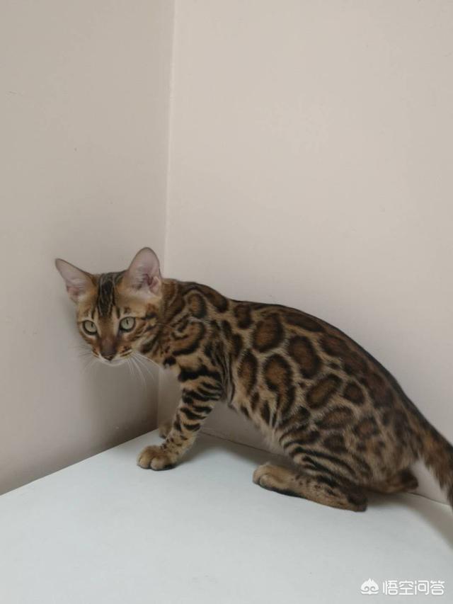 孟加拉豹猫一定要养2只,疫情过后可以养孟加拉豹猫吗？