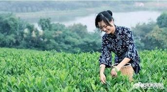 怎样分辨是茶农卖茶还是“卖茶女”？