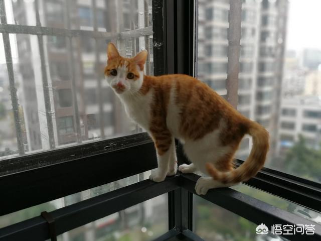 宠物小猫咪:家猫不出门会不会觉得闷呢？