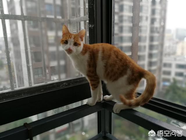 宠物小猫咪:猫养在纸箱子里，然后把猫粮和猫砂放在纸箱里面，这样可以不？