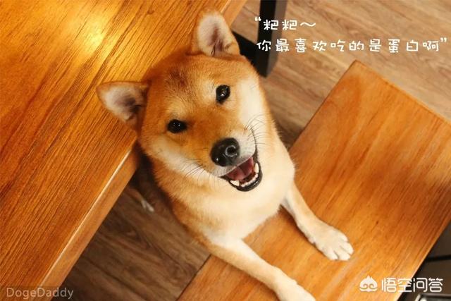 世界最丑宠物狗大赛:狗狗会在什么时候开始爆头？ 最丑的宠物狗品种大全