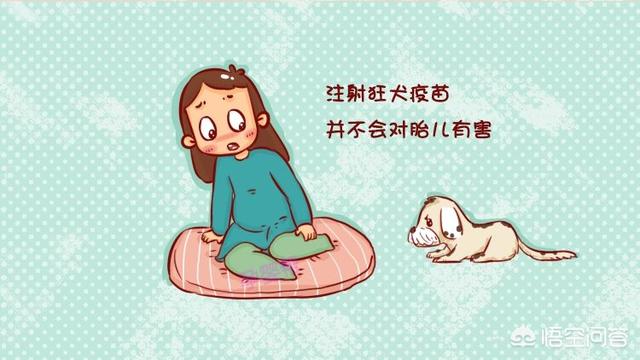 怀孕期间被狗狗咬了怎么办:孕妇十月怀胎期间被狗咬伤，该不该打狂犬疫苗？