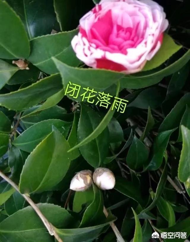 锈壁虱用何种药:茶花叶片背面长锈，叶片往下翻是怎么回事？