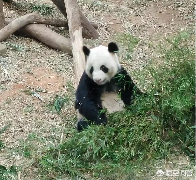 林永健孙红雷狗照片:哪个电视剧角色之前很丑突然有一天惊艳了你？ 牛头梗像林永健还是孙红雷