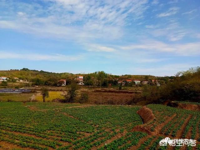 野菜真假马齿苋图片:现在种植马齿笕，马齿笕的行情怎么样？